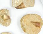 Lot: - Fossil Mosasaur Teeth In Rock - Pieces #77164-1